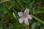 Carolina wild petunia